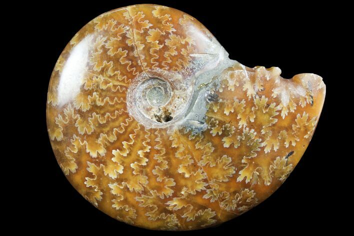 Polished, Agatized Ammonite (Cleoniceras) - Madagascar #97292